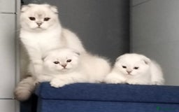 Scottish Fold cats for sale: Scottish Fold Kittens. Vaccinated, Last one left! - Image 3
