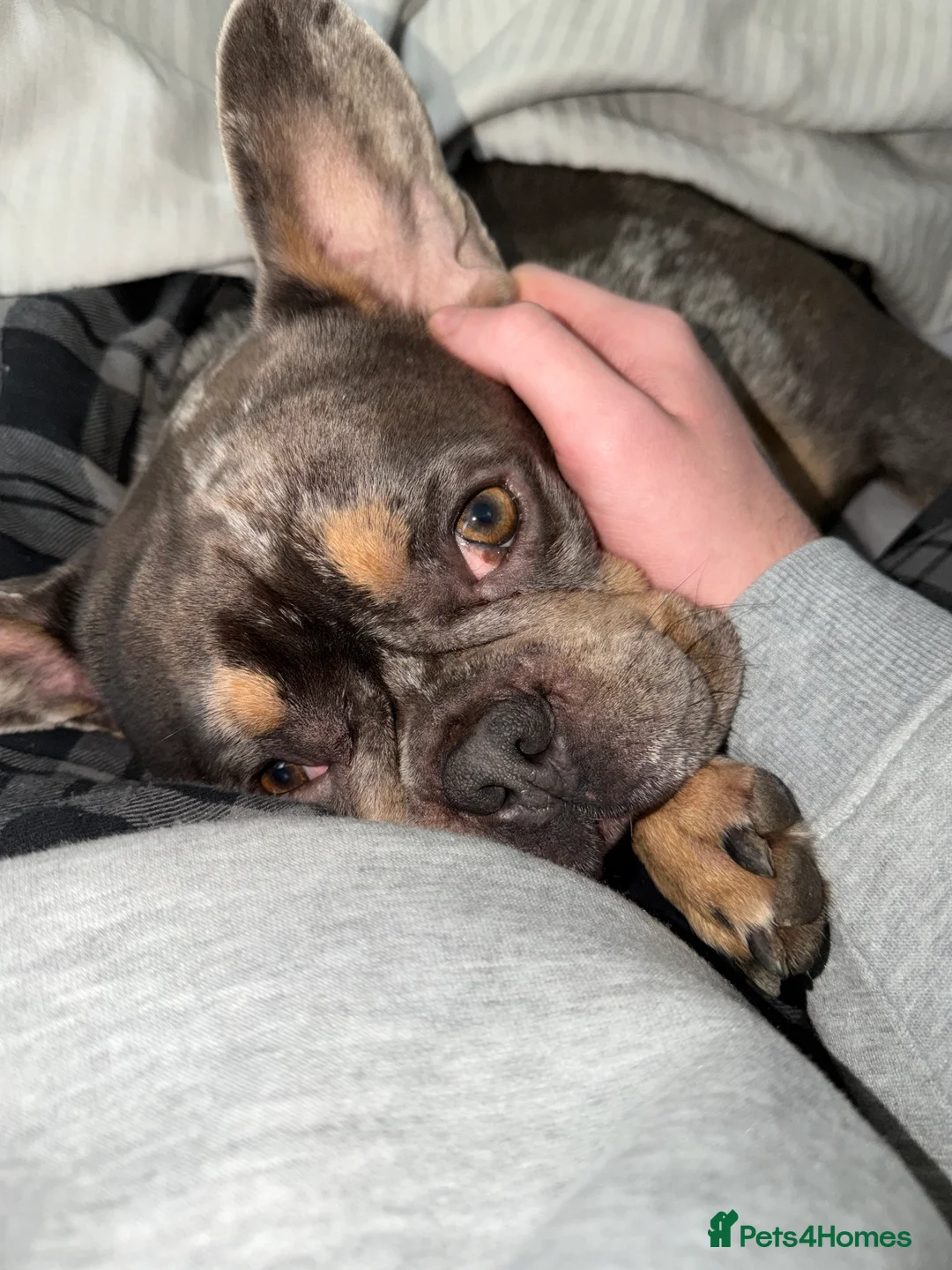 French Bulldog dogs for sale: Zeus  in Stockport - Advert 1