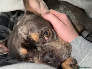 French Bulldog dogs Zeus - Advert 1