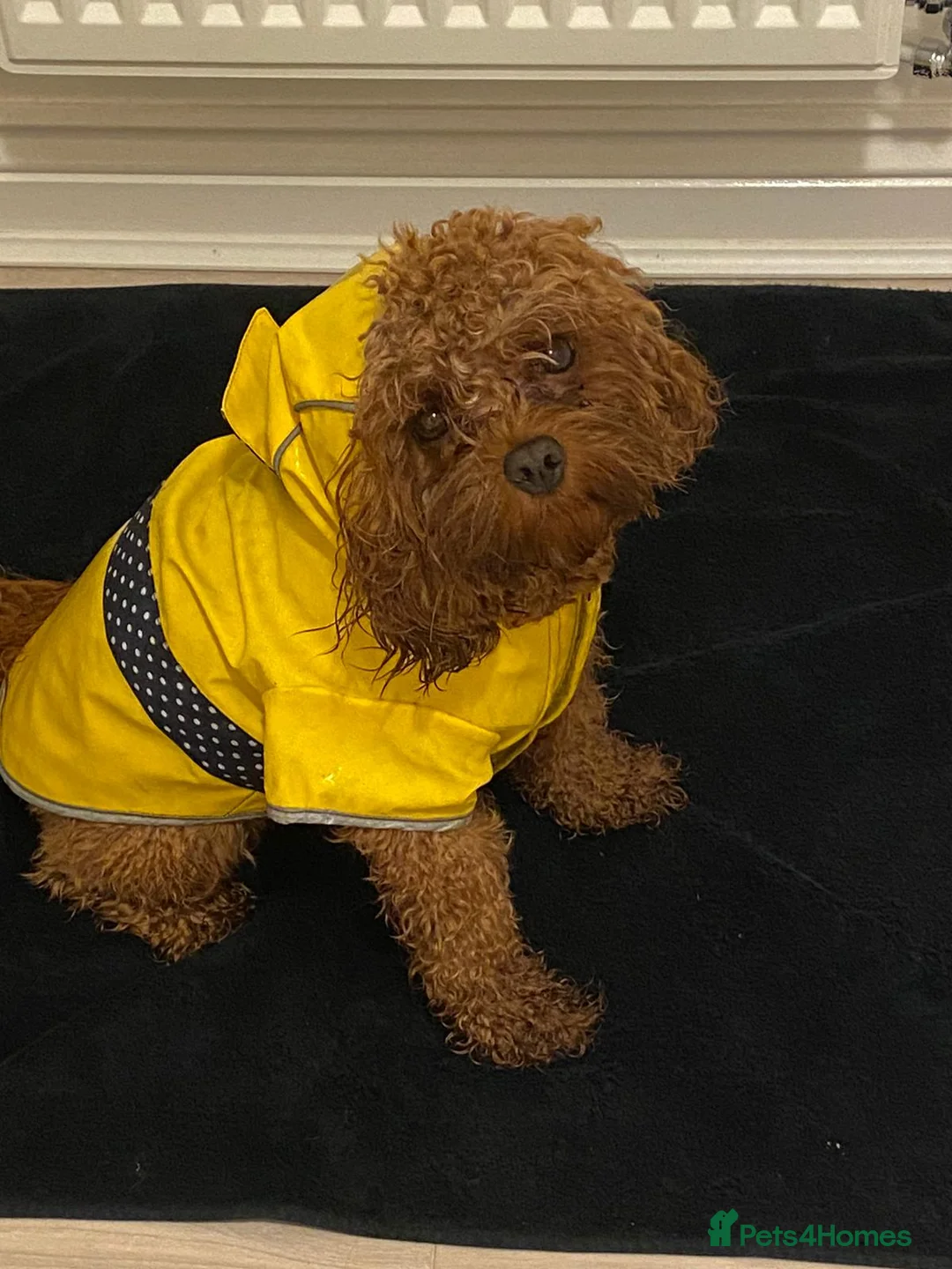 Gallery Image {{count}}