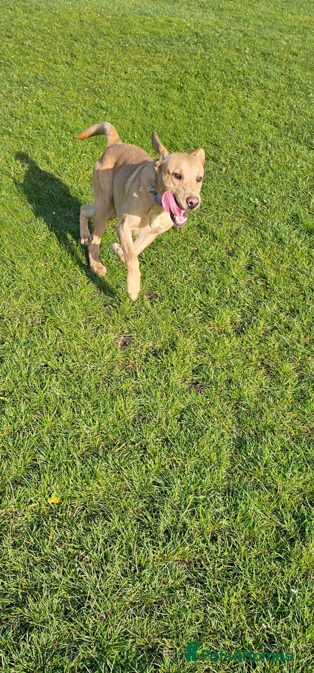 Labrador Retriever dogs for sale: Labrador - Advert 2