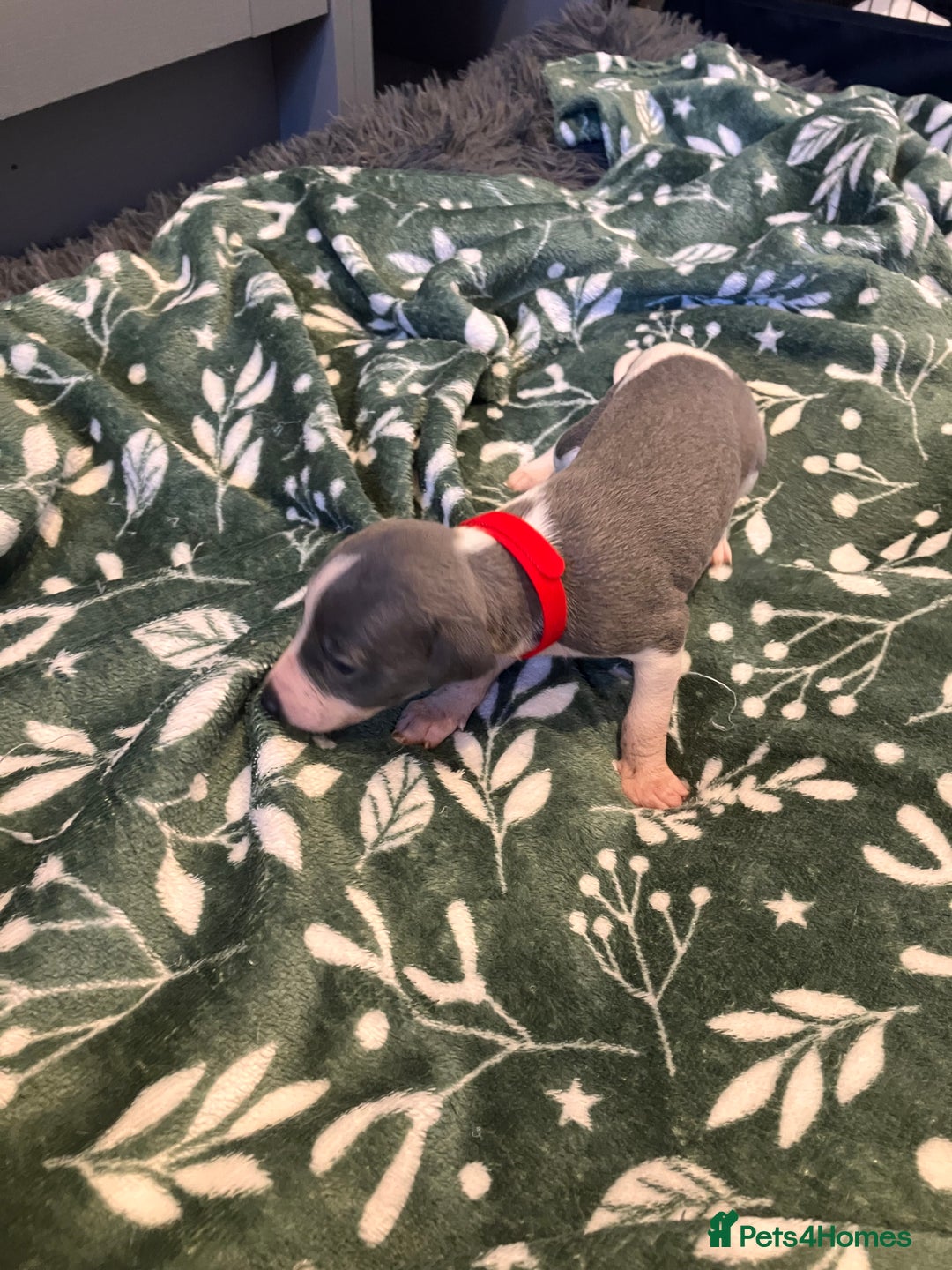 Whippet dogs for sale: Beautiful whippet puppies  - Advert 5