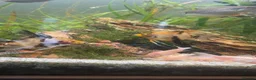 Angelfish fish for sale: 3 Koi Angelfish - Advert 2