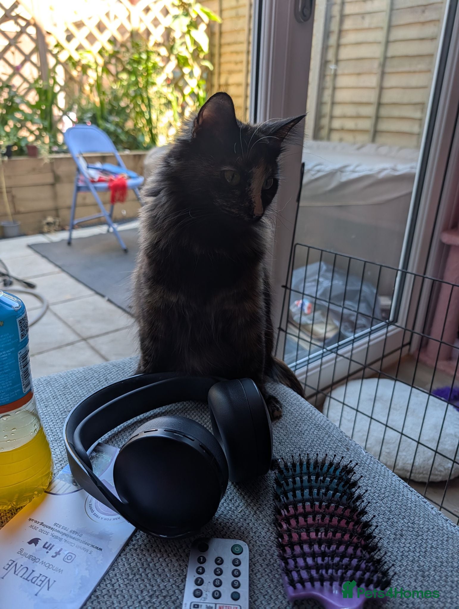 Mixed Breed cats Kittens for sale  - Advert 1