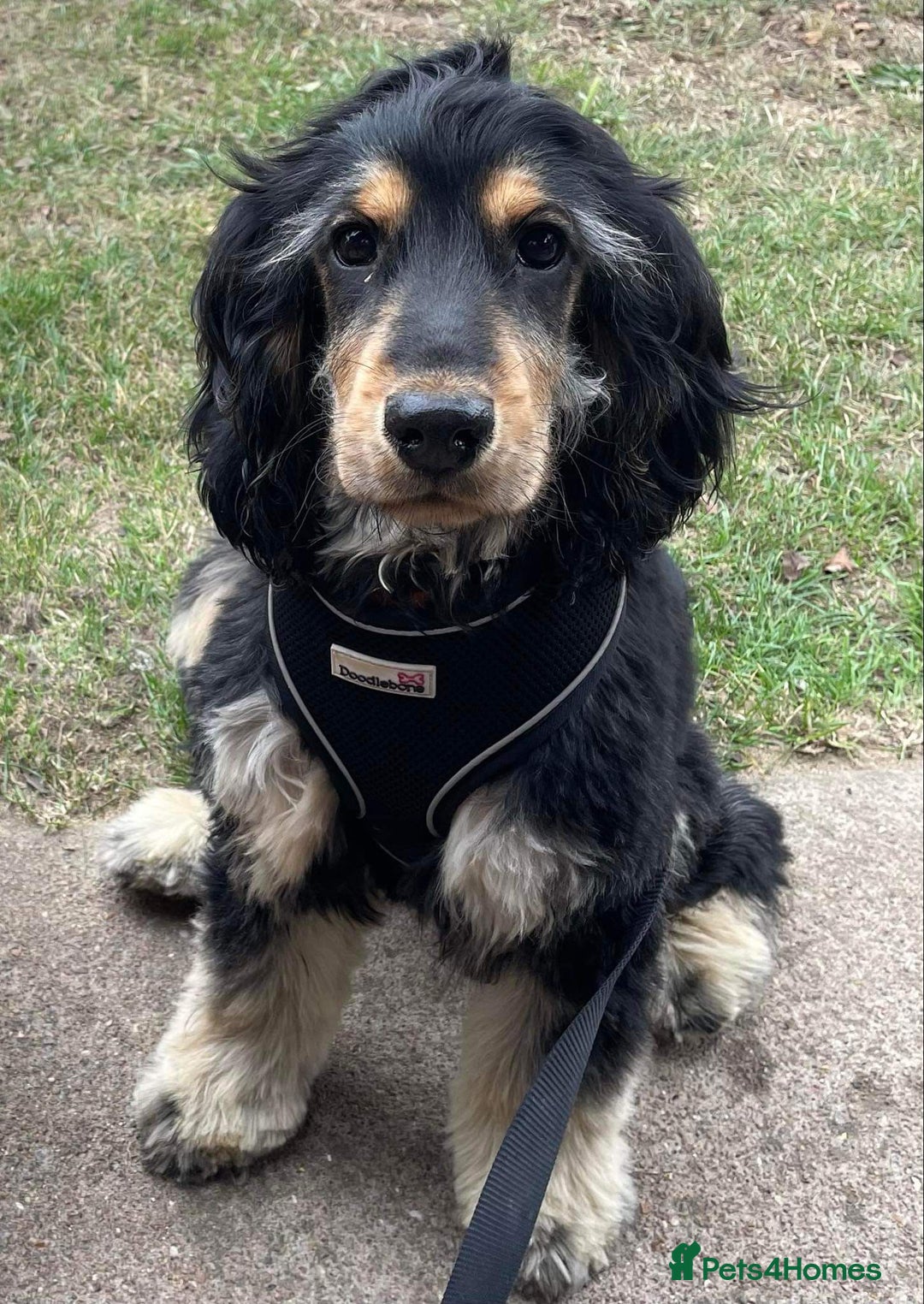 Cockapoo dogs for sale: Melt your heart ❤️ F1 Cockapoos - Image 3