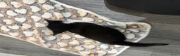 Mixed Breed cats for sale: Two kittens for sale  - Advert 6
