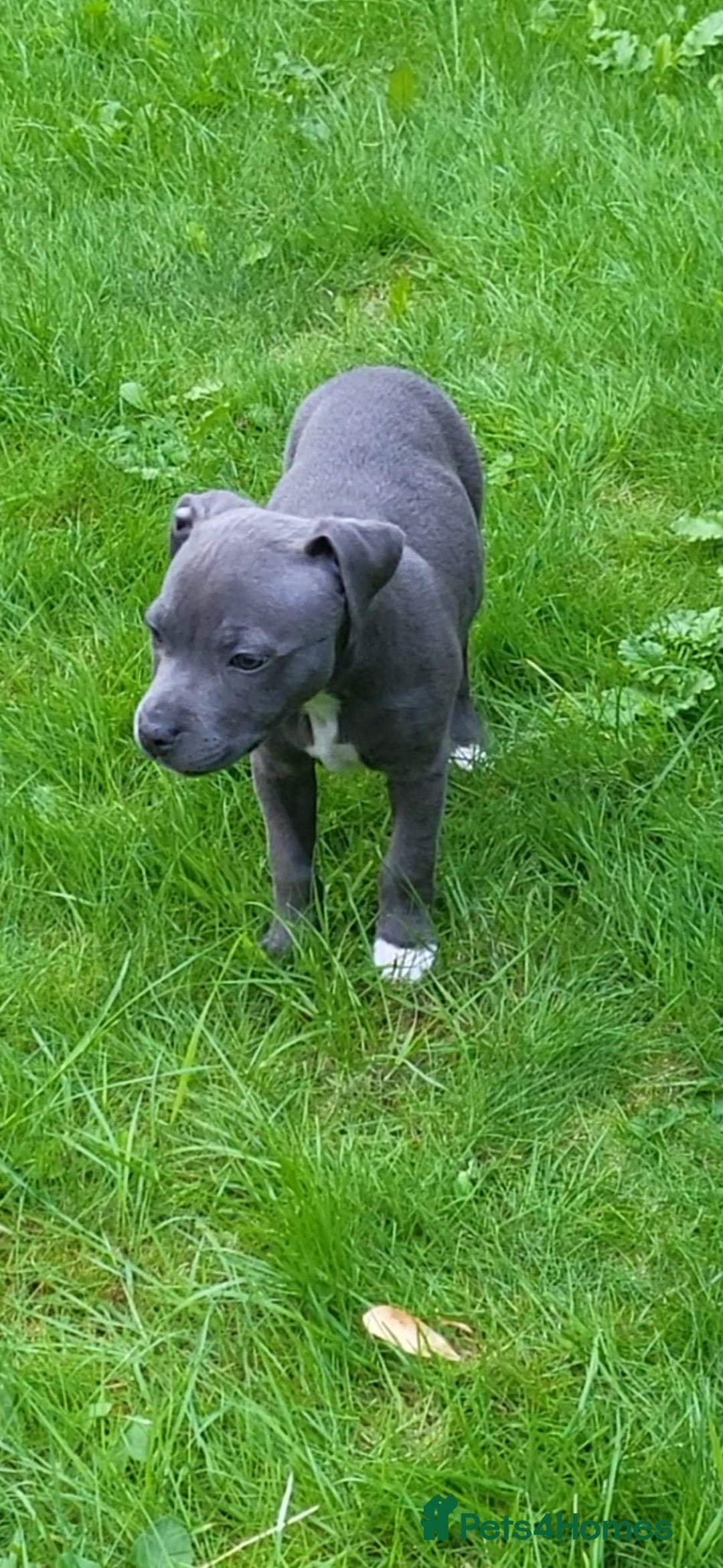 Staffordshire Bull Terrier dogs for sale: Staffordshire bull terrier  - Image 7