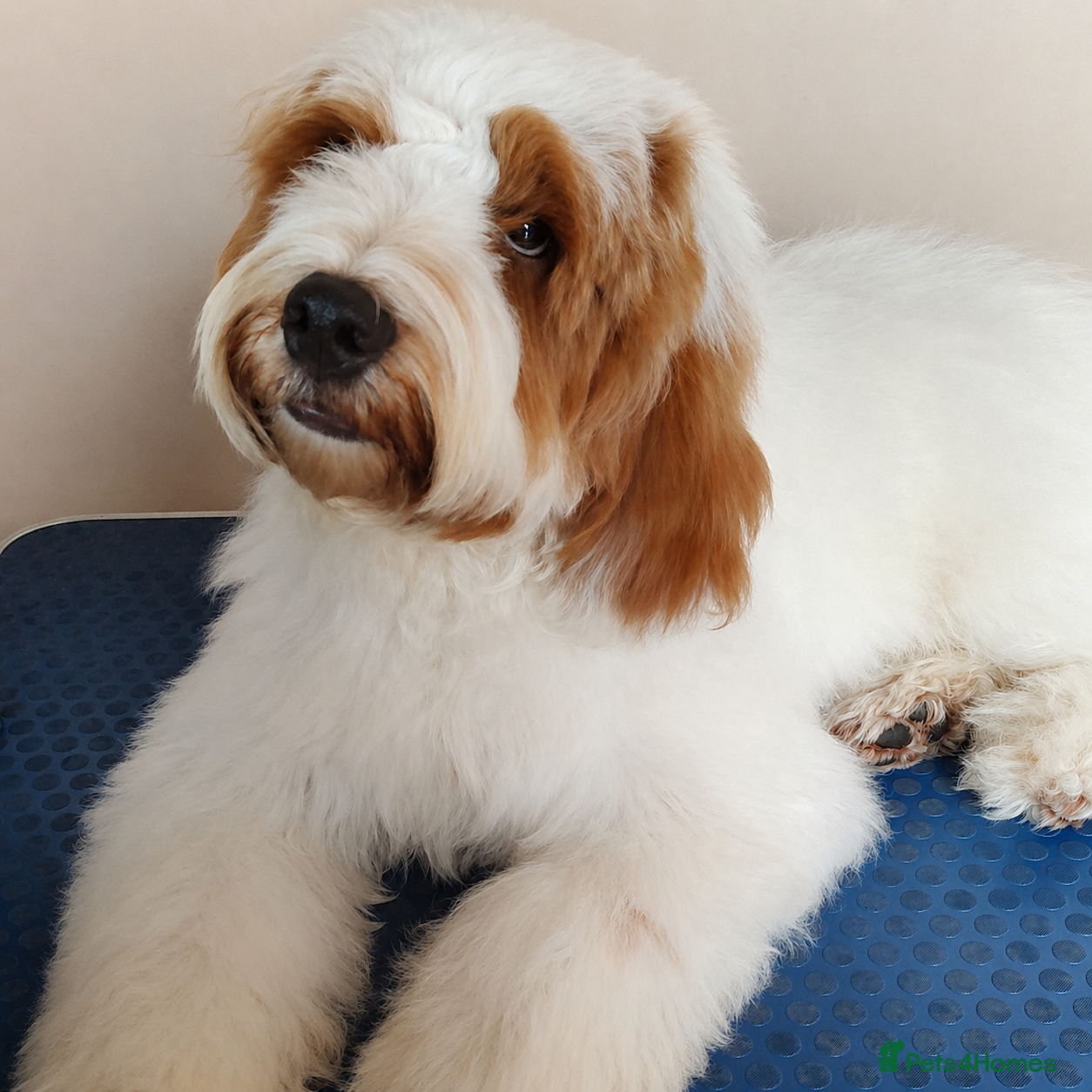 Bernedoodle dogs Wait List Open ** Mini Australian Bernedoodle ** - Advert 1