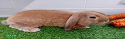 Mini Lop rabbits for sale: Mini Lop Baby Bunnies - Ready now!! - Advert 12