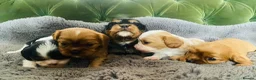 Cavalier King Charles Spaniel dogs for sale: KC Cavalier King Charles Puppies, All 4 Colours. - Advert 9