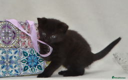 Mixed Breed cats for sale: Maine-Coone/Bombay Mixed Kitten - Image 4