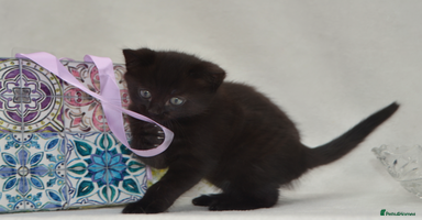 Mixed Breed cats - Advert 13