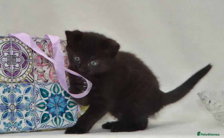 Mixed Breed cats - Advert 4