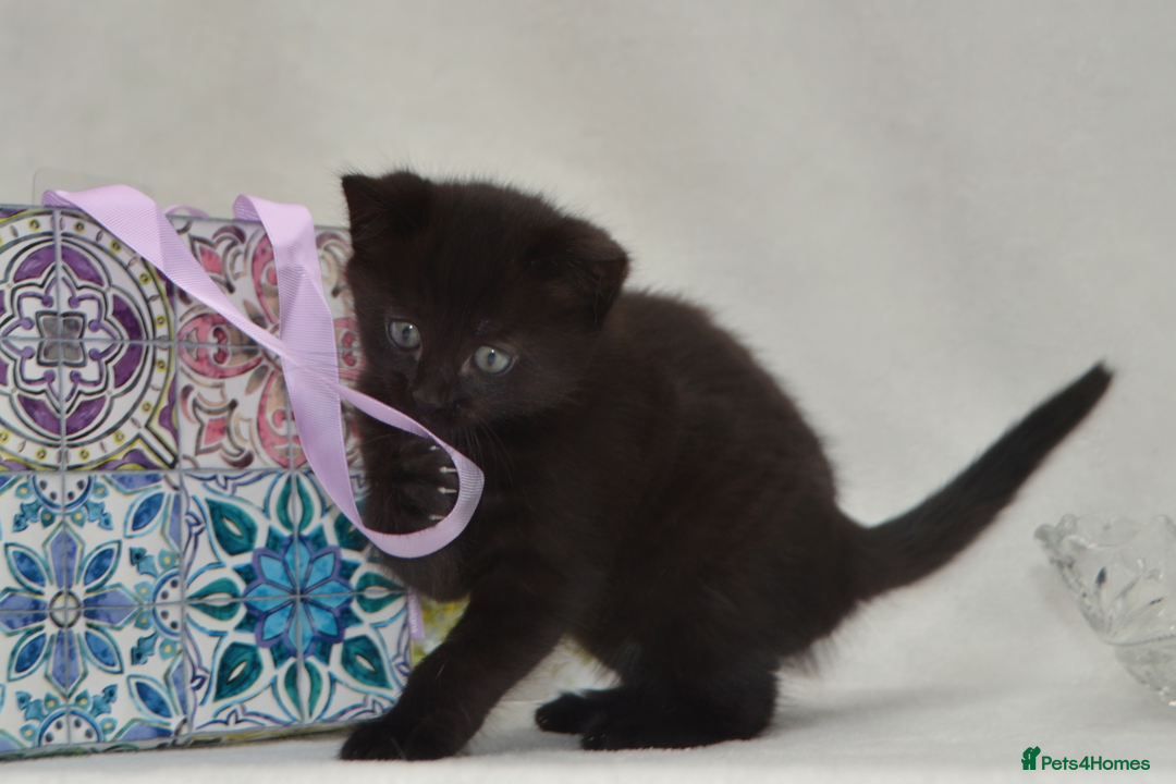 Mixed Breed cats for sale: Maine-Coone/Bombay Mixed Kitten - Image 4