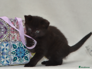 Mixed Breed cats - Advert 16