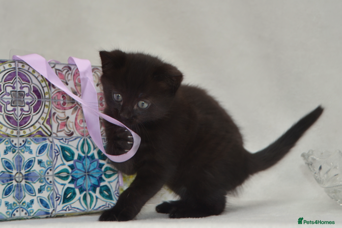 Mixed Breed cats - Advert 2