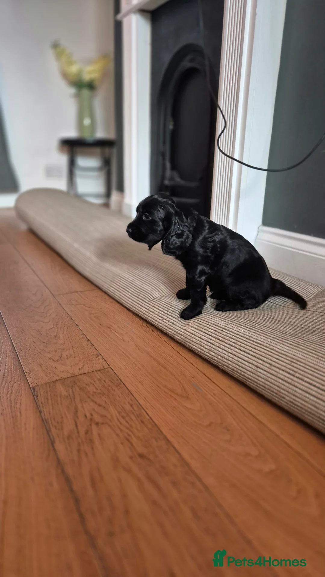 Cocker Spaniel dogs for sale: Mr Paul Bell - Advert 17