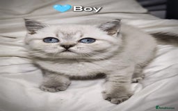 British Shorthair cats for sale: ❤️💙Last 2 Kittens ● TICA Reg ● BSH ●Colorpoints ✨ - Image 11