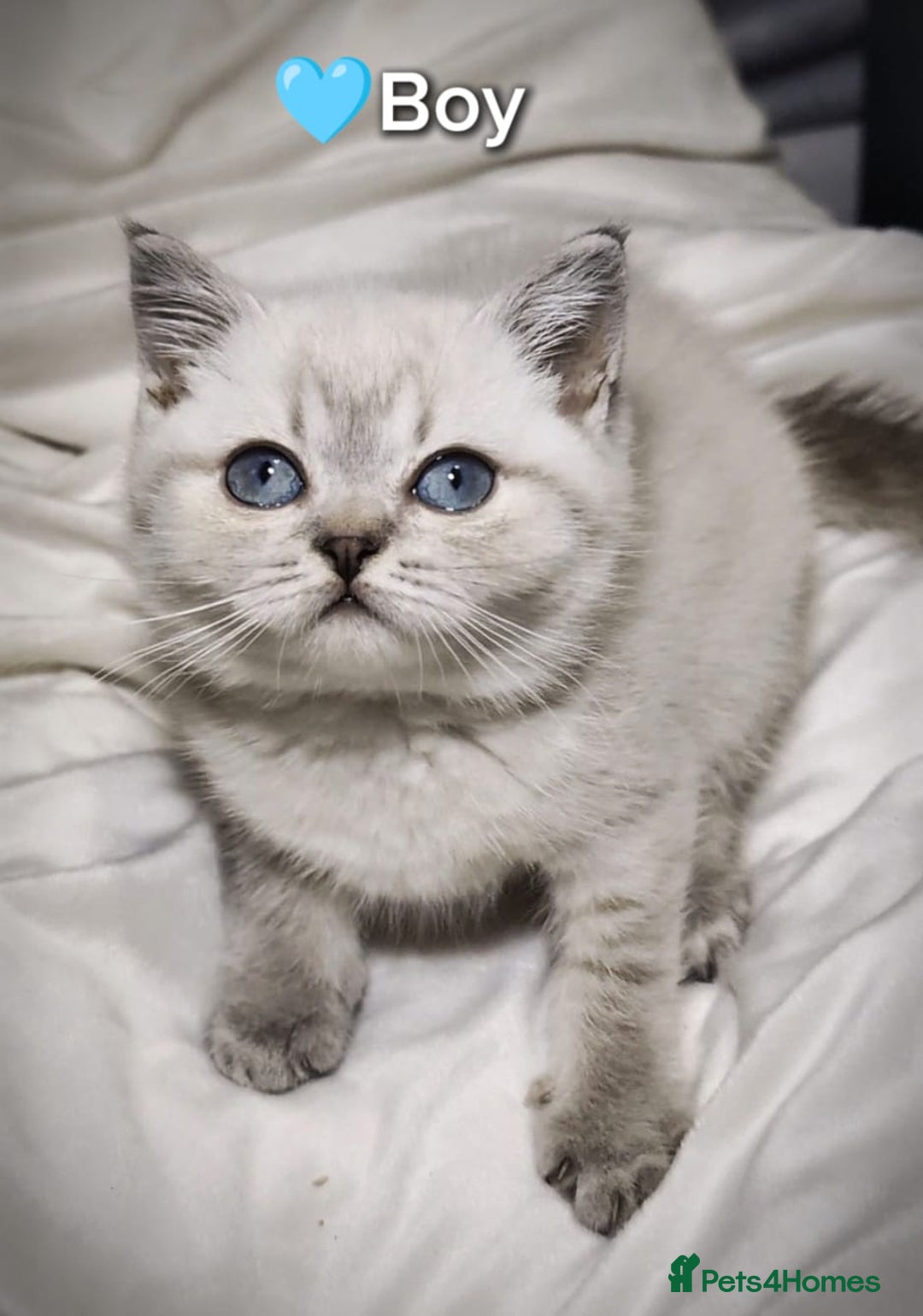 British Shorthair cats for sale: ❤️💙Last 2 Kittens ● TICA Reg ● BSH ●Colorpoints ✨ - Image 11