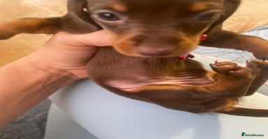 Miniature Dachshund dogs - Advert 1