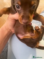 Miniature Dachshund dogs - Advert 1