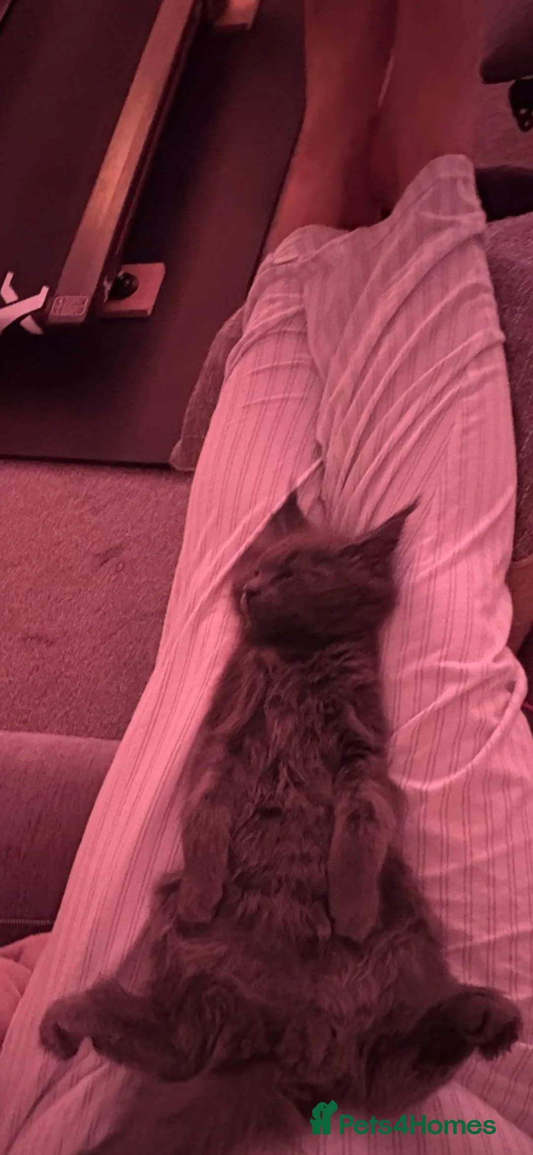 Maine Coon cats for sale: Maine Coon Kittens - Advert 23