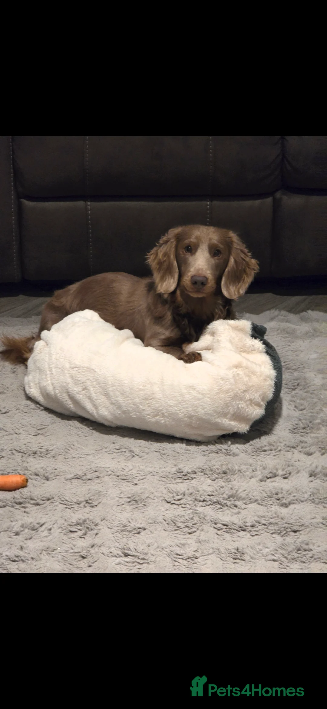 Dachshund dogs for sale: Gorgeous long haired male dachshund in Leeds - Advert 5