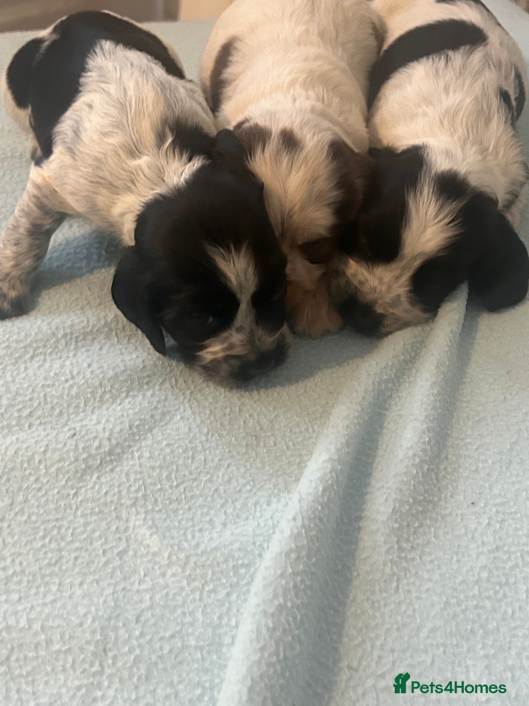 Cocker Spaniel dogs for sale: 🔥 rare coloured show type cocker spaniels  - Image 18