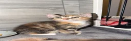Mixed Breed cats for sale: Kittens  - Advert 8