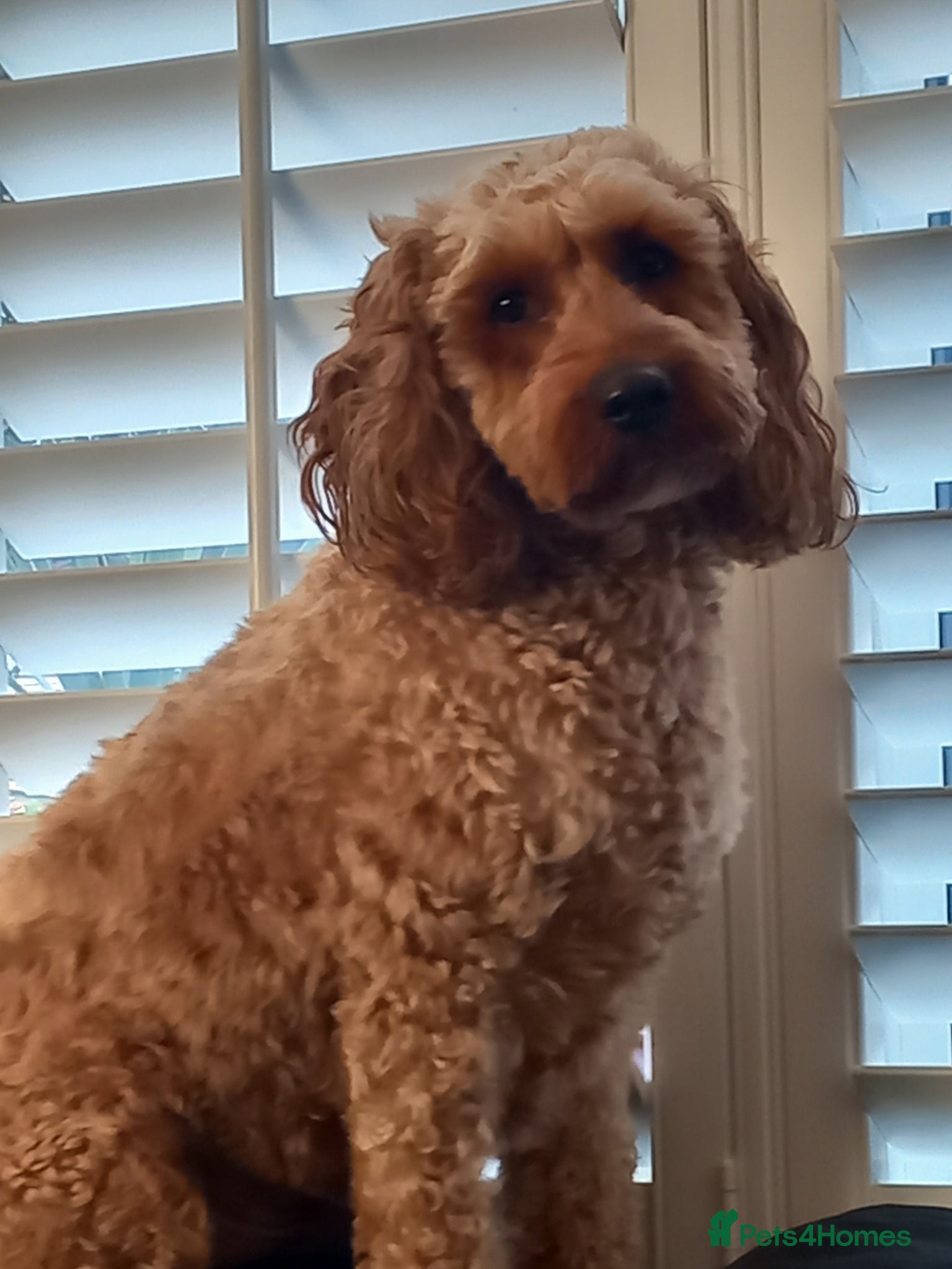 Cockapoo dogs F1 Cockapoo - Advert 10