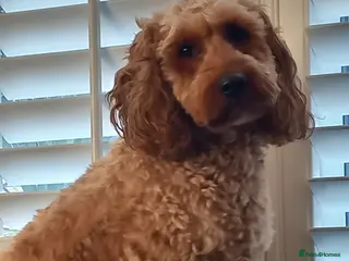 Cockapoo dogs F1 Cockapoo - Advert 10