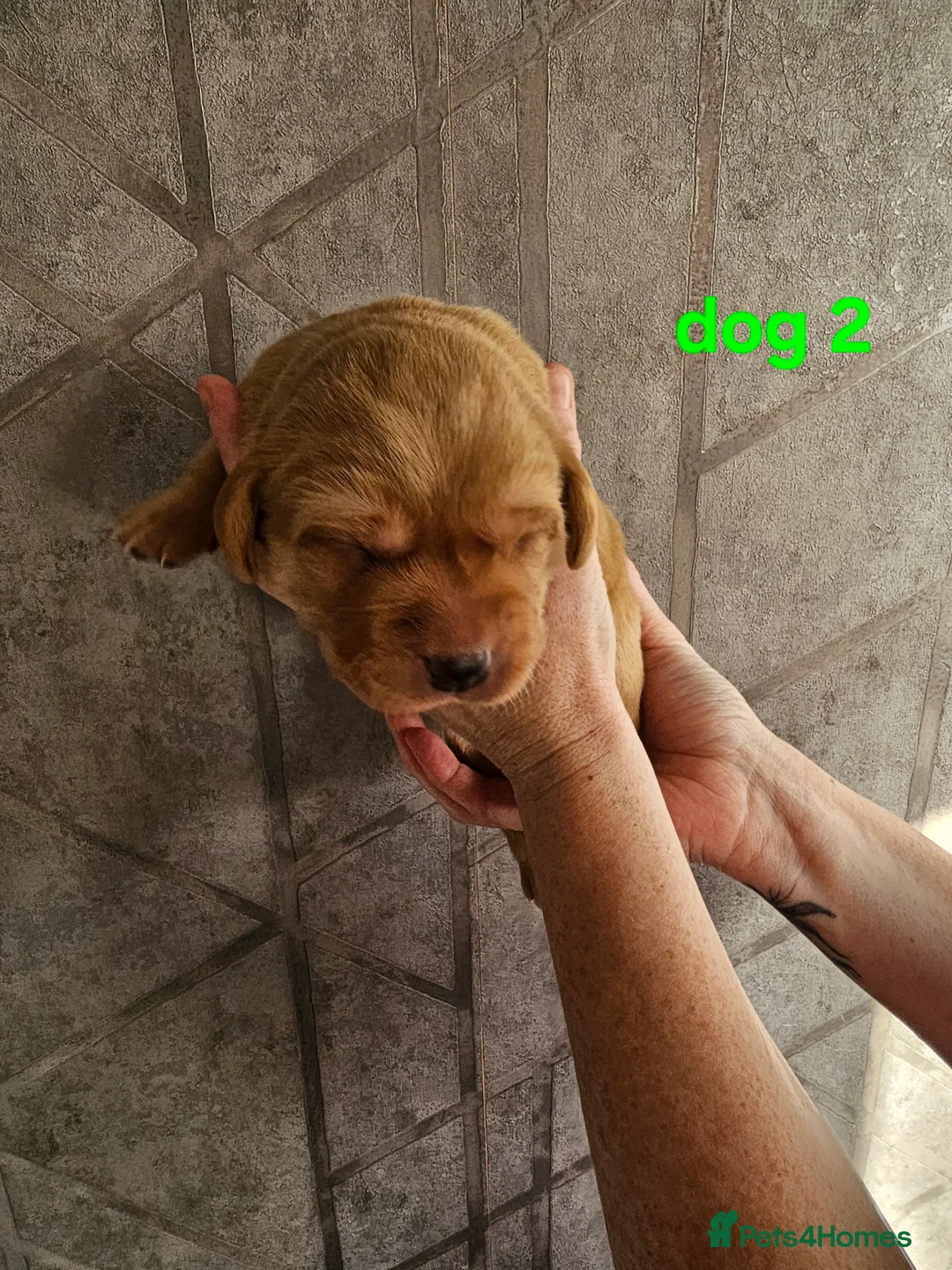 Labrador Retriever dogs for sale: Kc registered labrador pups  - Advert 15