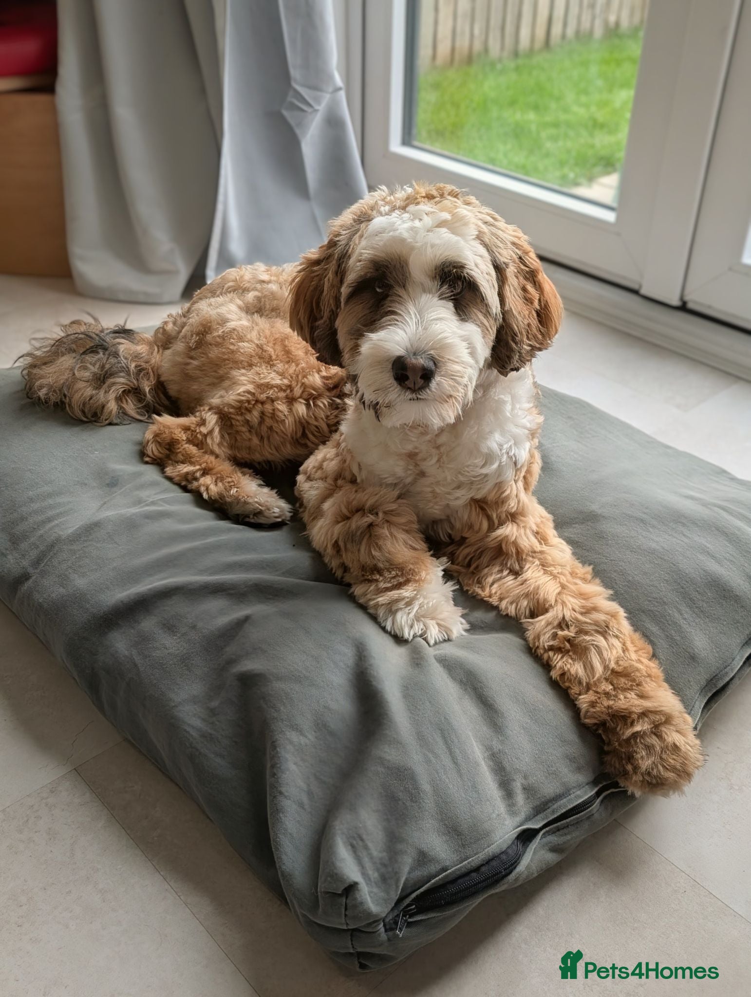 Tibetan Terrier dogs Looking for a Loving Forever Home 🐾 - Advert 1