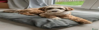 Cornetto