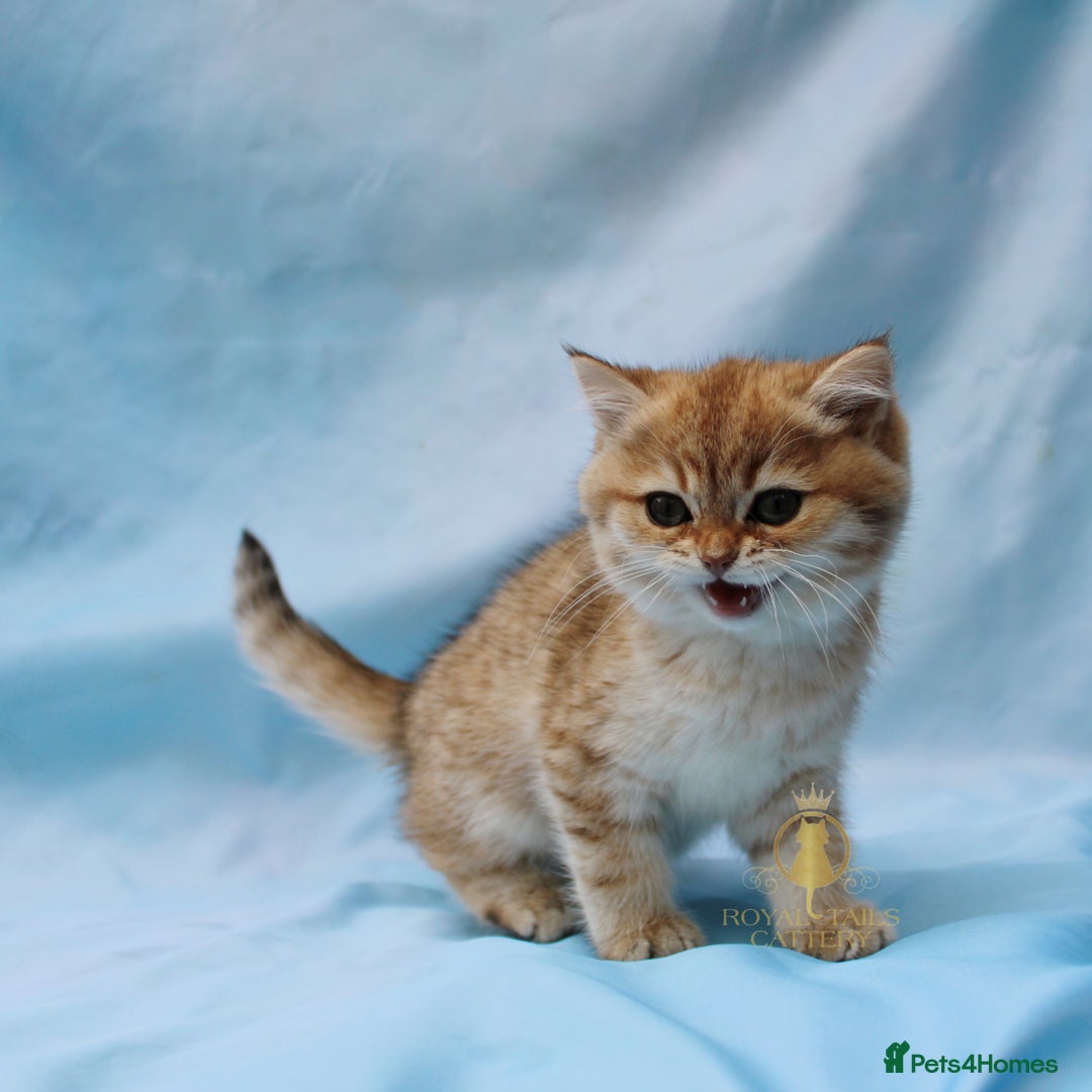 British Longhair cats for sale: British Longhair and Shorthair kittens  - Advert 6