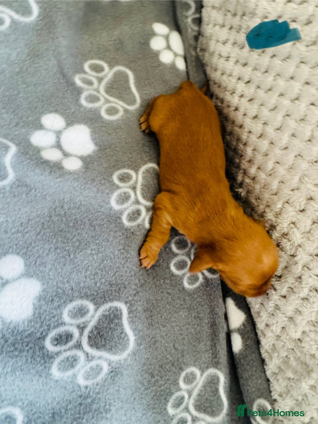 Cocker Spaniel dogs for sale: Red Cocker Spaniel Puppies - Image 17