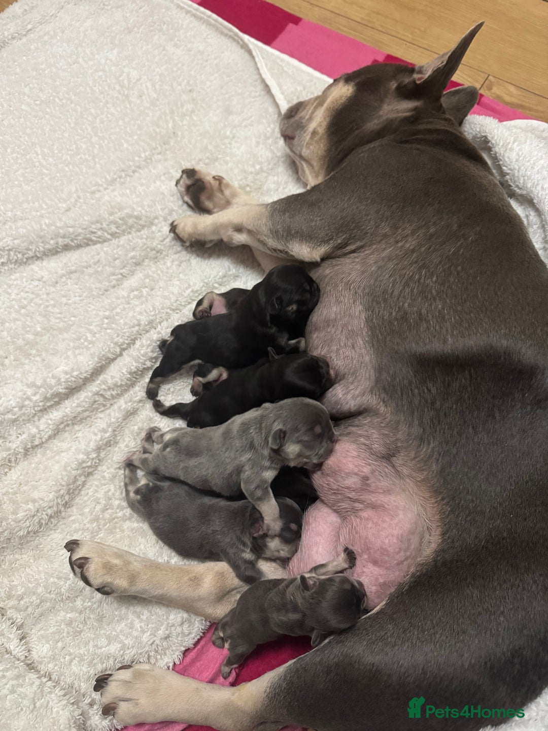 French Bulldog dogs for sale: French bulldog puppy Black and Tan  - Image 6