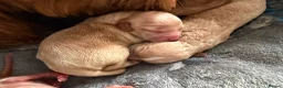 Cockapoo dogs for sale: F2 Cockapoos  - Advert 12