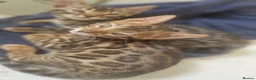 Bengal cats for sale: ⭐️Bengal kittens⭐️ in Cambridge - Advert 5