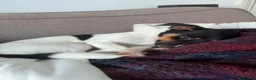 Jack Russell dogs for sale: 10 month old Jack Russell in Stockton-on-Tees - Advert 4