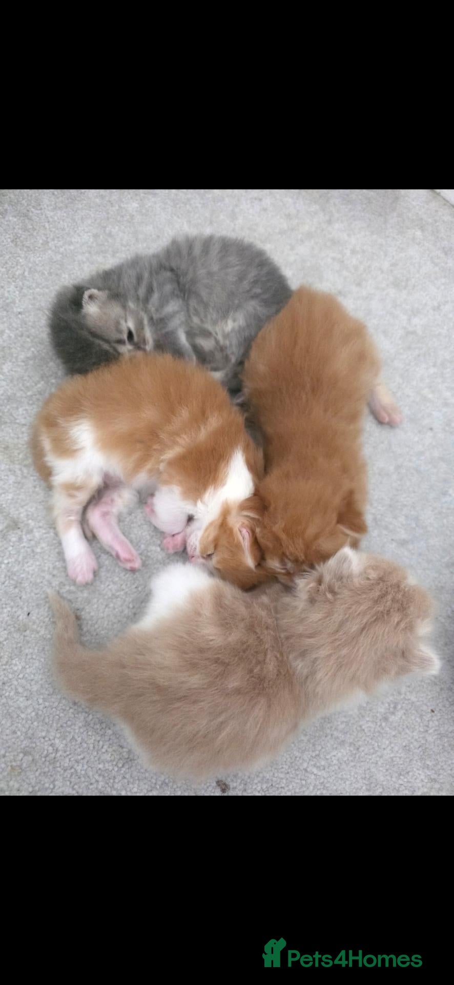 Mixed Breed cats Adorable Ragdoll x Persian Kittens.  - Advert 1