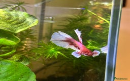 Bettas fish for sale: Beautiful Male Betta needing new home! - Image 3