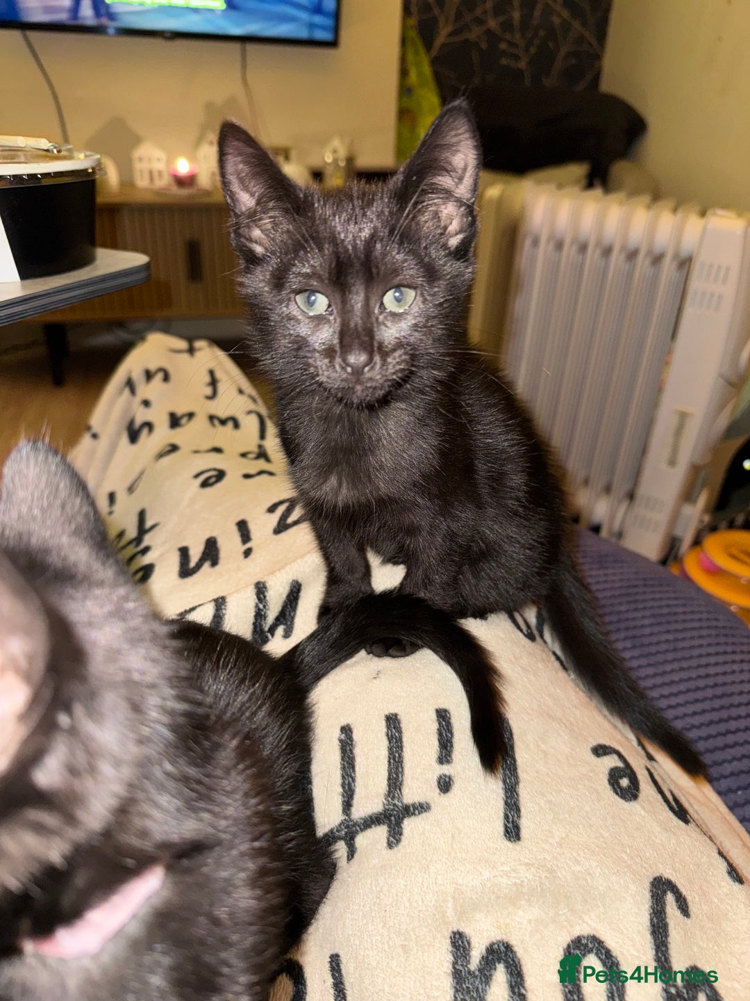 Mixed Breed cats for sale: Melanistic bengals/siamese’s (bengalese) - Advert 29
