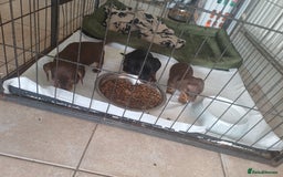 Dachshund dogs for sale: Miniature dachshunds  - Image 1