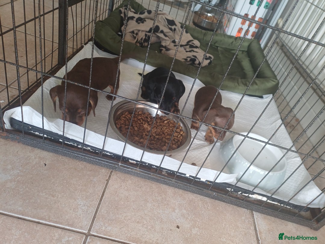 Dachshund dogs for sale: Miniature dachshunds  - Image 1