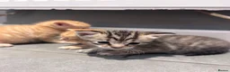 Mixed Breed cats for sale: Beautiful mixed litter for sale  - Advert 17
