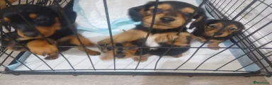 Dachshund 1