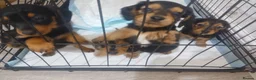 Dachshund dogs for sale: Miniture dachshunds Ready to go in Mitcham - Advert 4