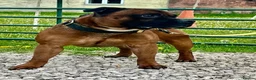 Staffordshire Bull Terrier dogs for sale: Staffordshire bull terrier puppies 🐾 - Advert 3