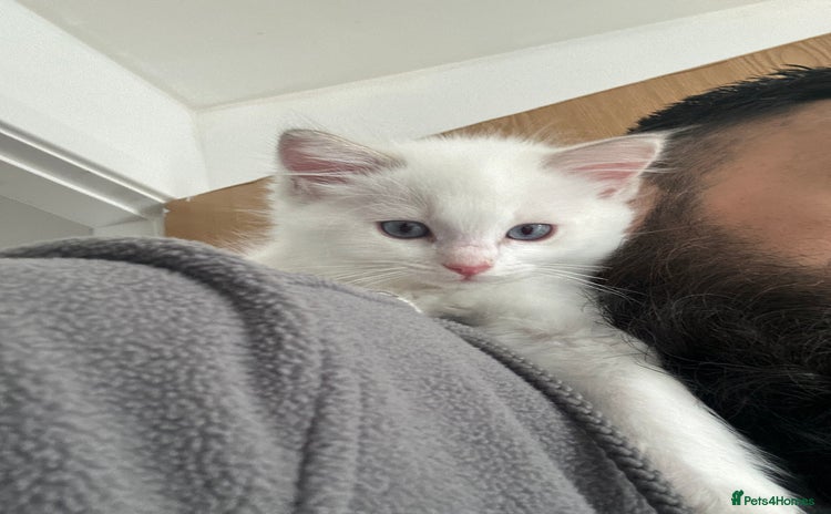 Ragdoll cats - Advert 14